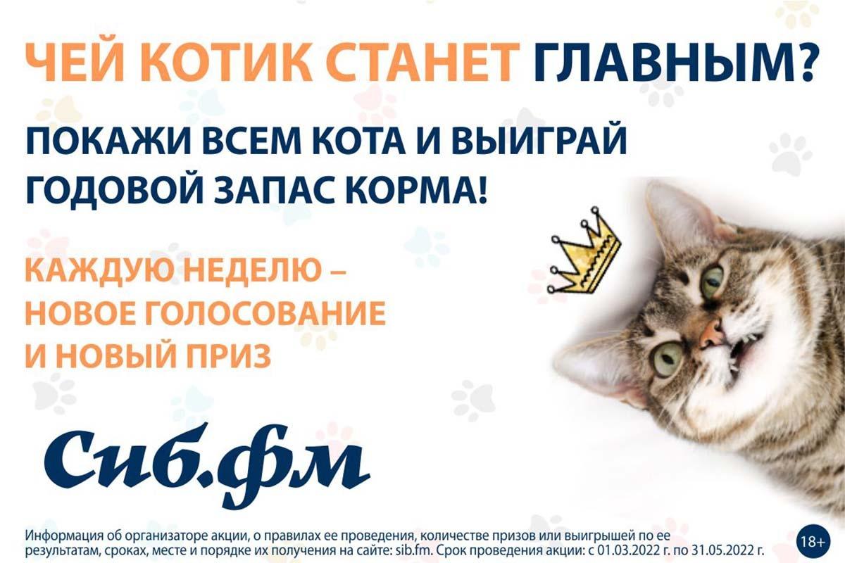 Фото «Главного котика – 2022» выбирают в Новосибирске 2
